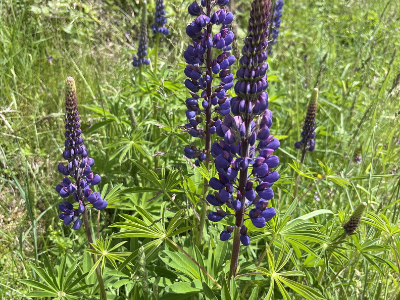 22-05-29 12-43-06 0962